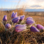 Crocuses. Mary Anne2014