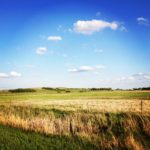 GrainField