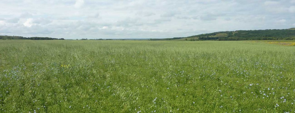 organicadvantage-13-18-1024x394